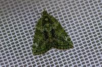Chloroclysta siterata