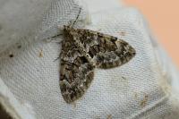 Thera britannica/variata