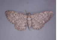 Eupithecia veratraria