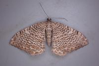 Rheumaptera undulata