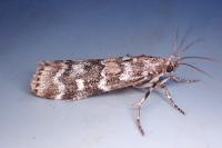 Dioryctria sylvestrella