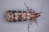 Dioryctria sylvestrella