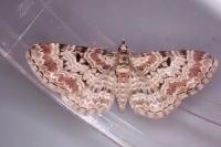 Eupithecia abietaria