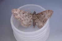 Eupithecia subfuscata