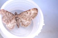 Eupithecia subfuscata