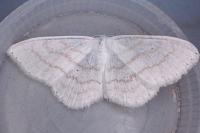 Scopula subpunctaria