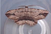 Menophra abruptaria