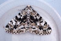 Fagivorina arenaria