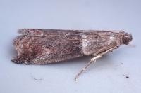 Acrobasis consociella
