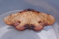 Plagodis dolabraria