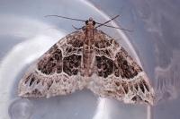 Ecliptopera silaceata