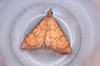Ecpyrrhorrhoe rubiginalis