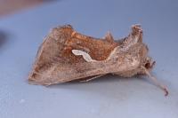 Macdunnoughia confusa