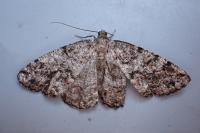 Deileptenia ribeata