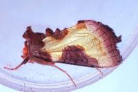 Diachrysia stenochrysis
