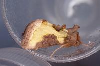 Diachrysia stenochrysis