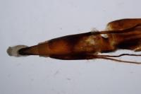 Hadena caesia caesia