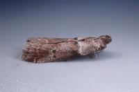 Acrobasis sodalella