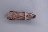 Acrobasis sodalella