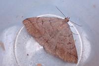 Zanclognatha lunalis
