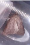 Pachycnemia hippocastanaria hippocastanaria