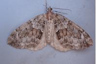 Thera britannica/variata