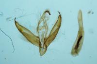 Cryphia algae