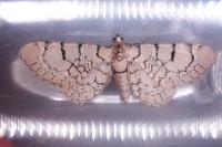 Eupithecia venosata