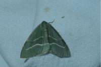 Hylaea fasciaria