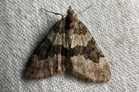 Thera obeliscata