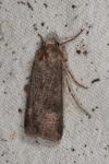 Agrotis ipsilon