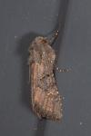 Aporophyla nigra