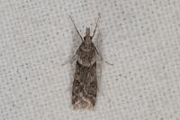 Eudonia angustea