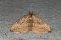 Nycterosea obstipata
