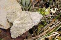 Ammoconia senex