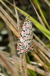 Utetheisa pulchella