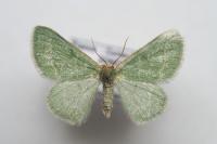 Phaiogramma etruscaria