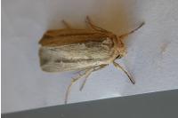 Leucania loreyi