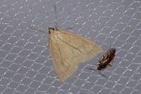 Udea lutealis