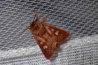 Cerapteryx graminis