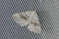 Scotopteryx bipunctaria