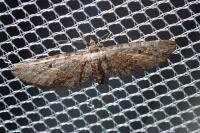Eupithecia icterata
