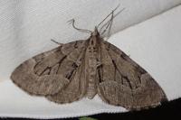 Epilobophora sabinata