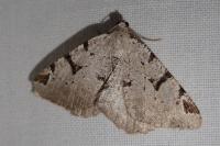 Macaria wauaria
