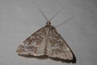 Evergestis sophialis