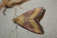 Pyrausta castalis