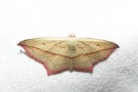 Timandra comae