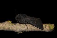 Aporophyla nigra