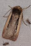 Ochropleura leucogaster