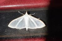 Palpita vitrealis